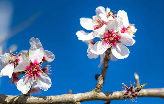 Almond blossom circuit